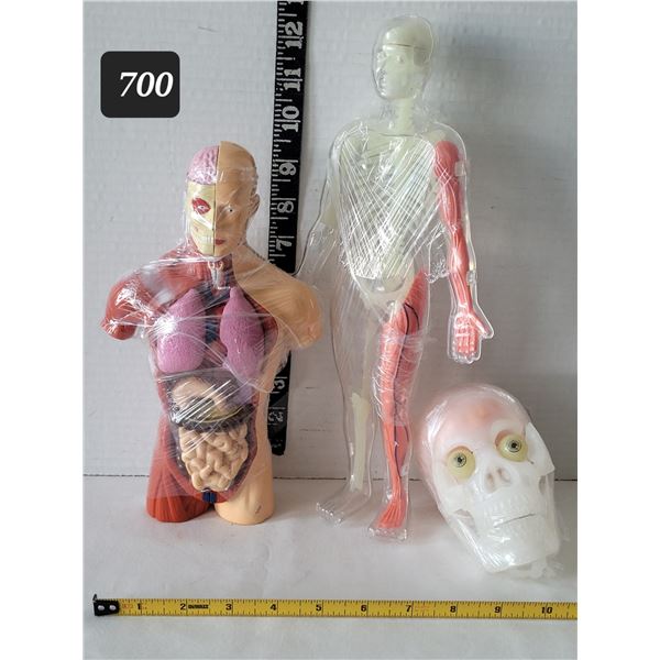 Educational Human anatomy models.