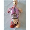 Image 2 : Educational Human anatomy models.