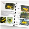 Image 12 : REEF FISH - FLORIDA CARIBBEAN BAHAMAS - REF. BOOK