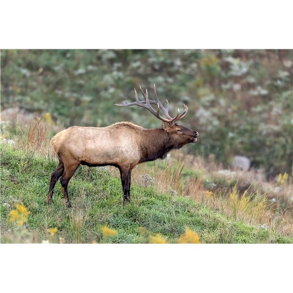 2026 Wyoming Game & Fish Commissioner Tag
