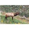 Image 1 : 2026 Wyoming Game & Fish Commissioner Tag