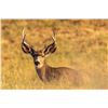 Image 2 : 2026 Wyoming Game & Fish Commissioner Tag