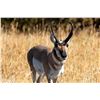 Image 3 : 2026 Wyoming Game & Fish Commissioner Tag