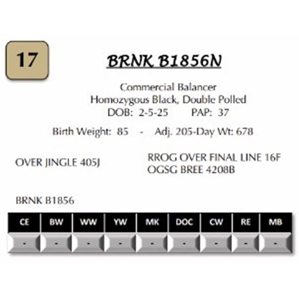 BRNK B1856N