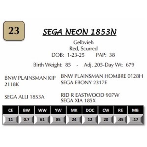 SEGA NEON 1853N