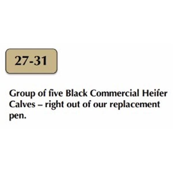 Group of Five Black Commercial Heifers
