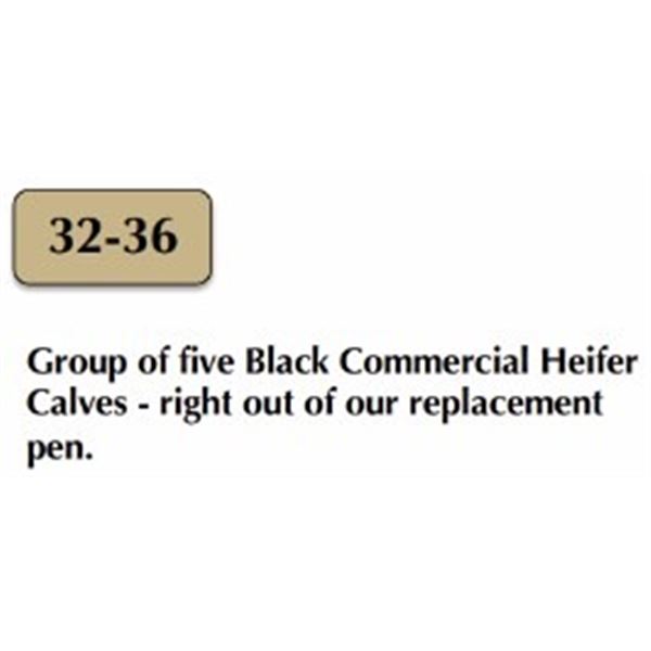 Group of Five Black Commercial Heifers