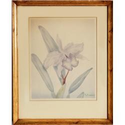 Tip Freeman, Iris, Watercolor