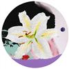 Image 1 : Michael Knigin, The White Lily, Acrylic Painting