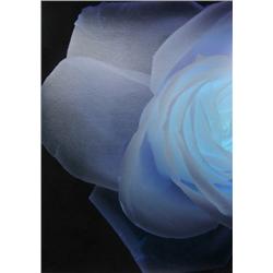 Paul Solberg, Lalique from the Bloom Portfolio, Digital Pigment Print