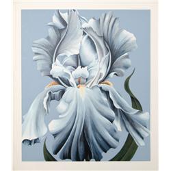 John Zak, White Iris, Lithograph