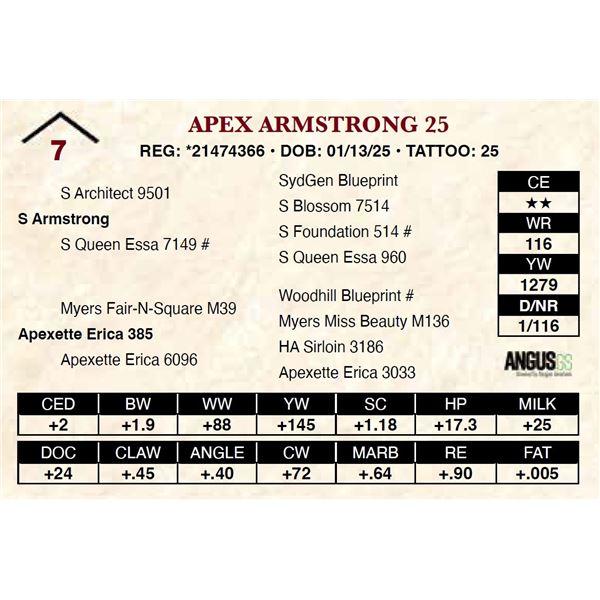 Apex Armstrong 25