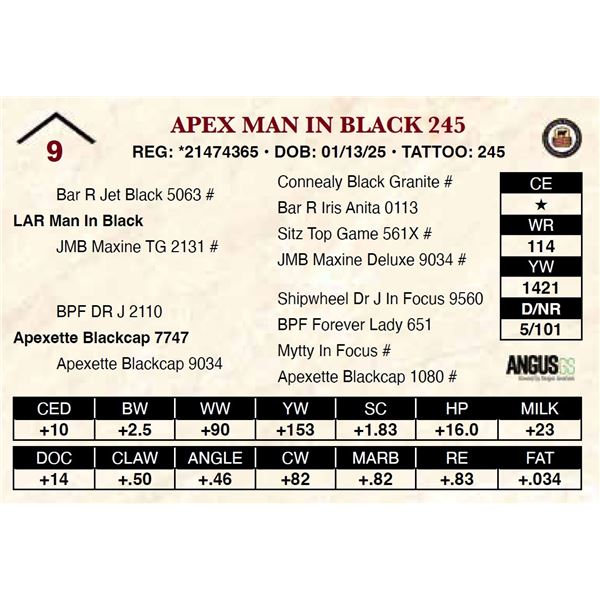 Apex Man In Black 245