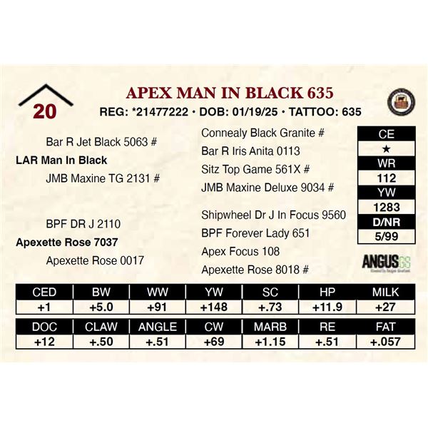 Apex Man In Black 635