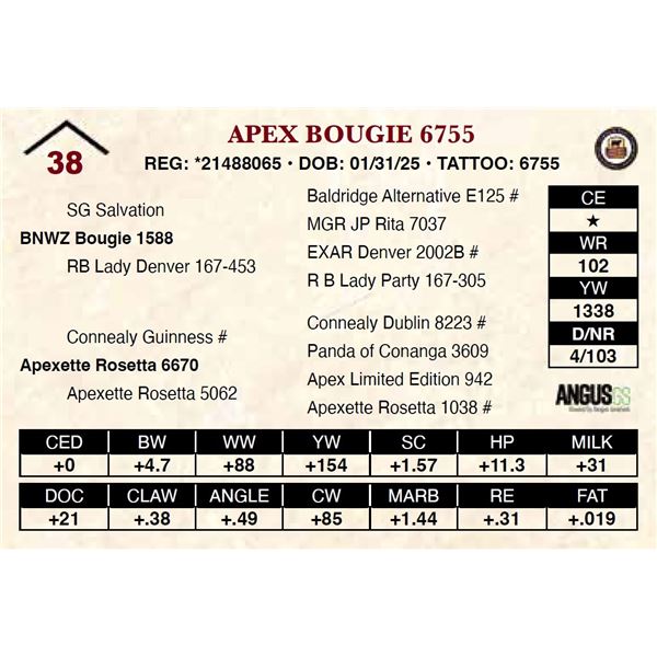 Apex Bougie 6755