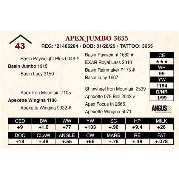 Apex Jumbo 3655