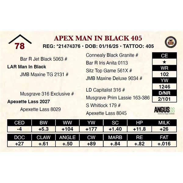 Apex Man In Black 405