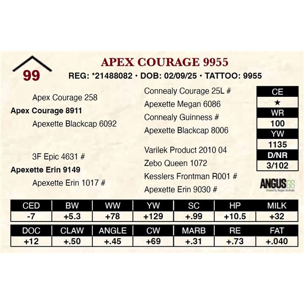 Apex Courage 9955