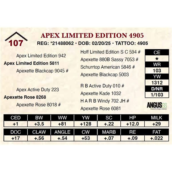 Apex Limited Edition 4905