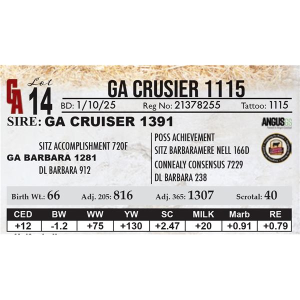 GA Crusier 1115