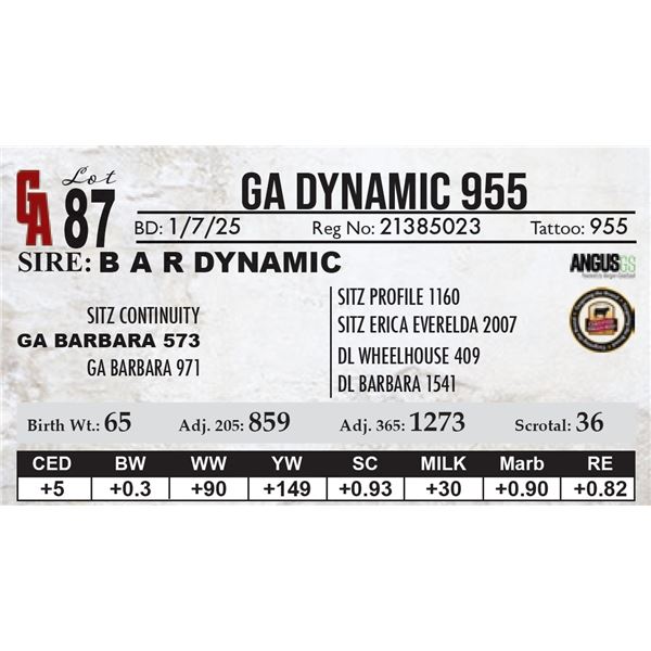 GA Dynamic 955