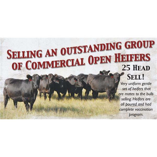 25HD Comm Open Heifers