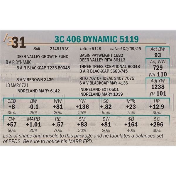 3C 406 Dynamic 5119