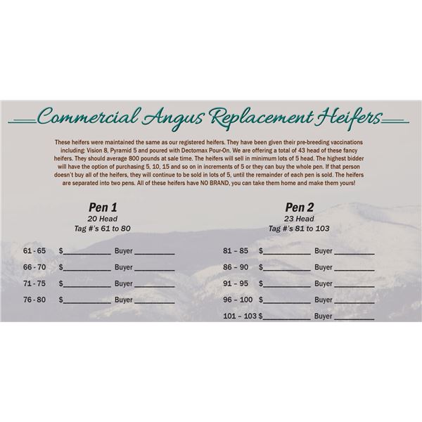 Commercial Angus Replacement Heifers