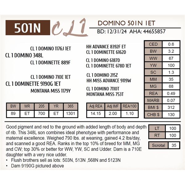 CL 1 DOMINO 501N 1ET