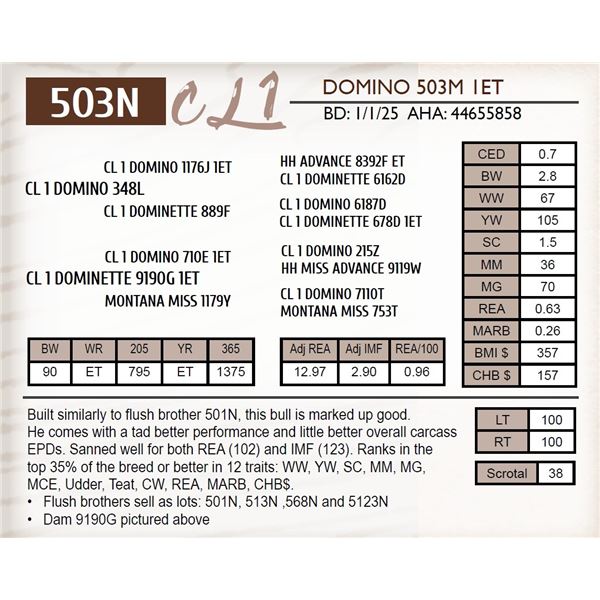 CL 1 DOMINO 503M 1ET