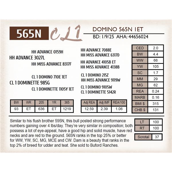 CL 1 DOMINO 565N 1ET