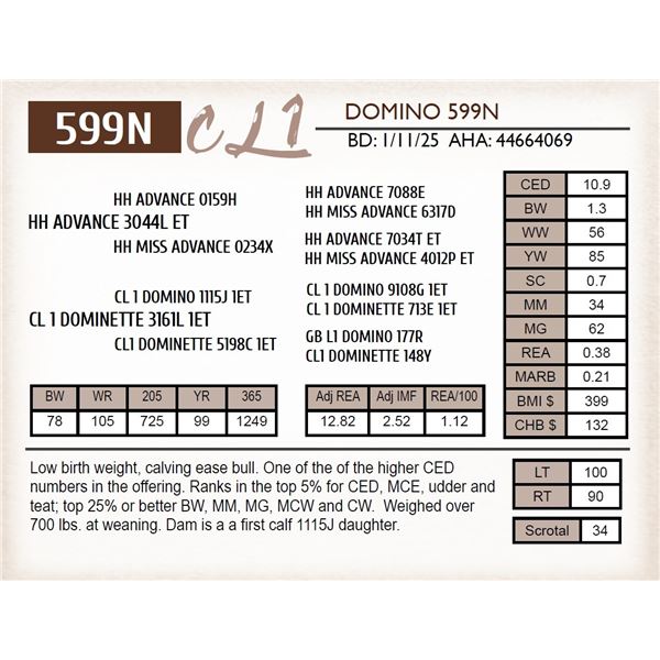 CL 1 DOMINO 599N
