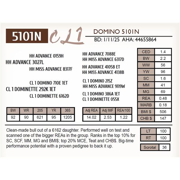 CL 1 DOMINO 5101N
