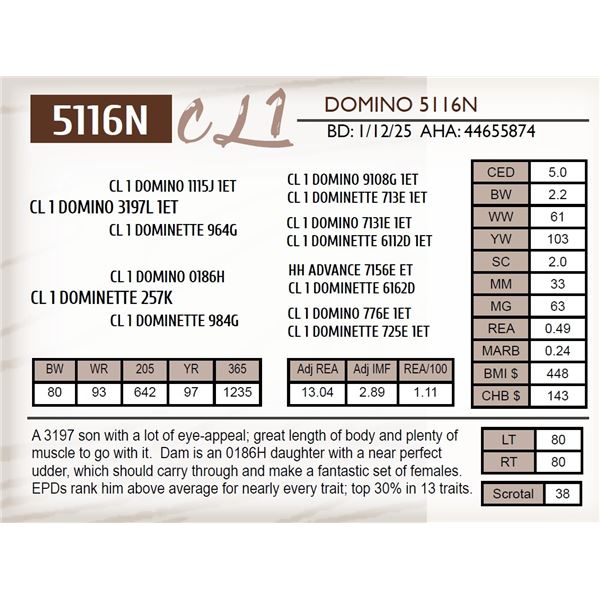 CL 1 DOMINO 5116N