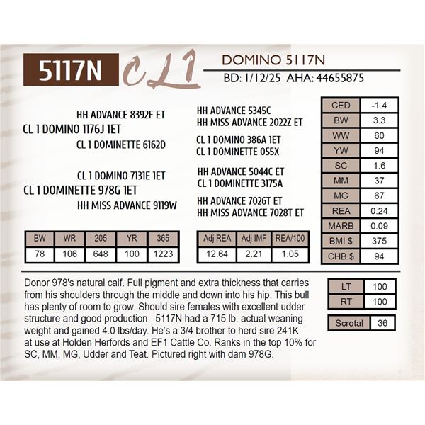 CL 1 DOMINO 5117N