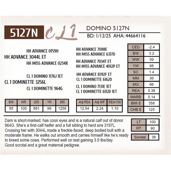 CL 1 DOMINO 5127N