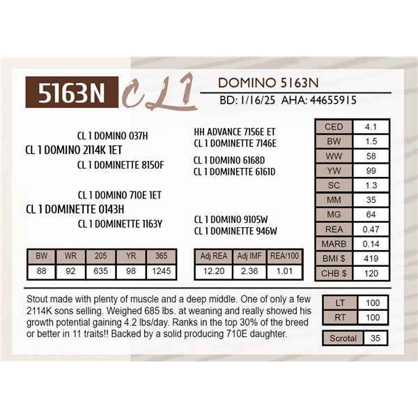 CL 1 DOMINO 5163N