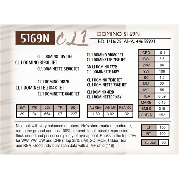 CL 1 DOMINO 5169N