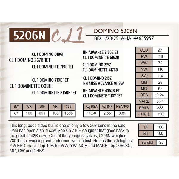 CL 1 DOMINO 5206N
