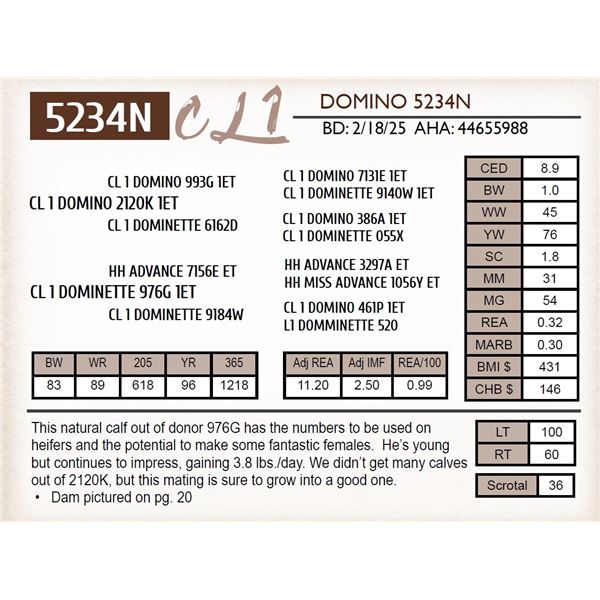 CL 1 DOMINO 5234N