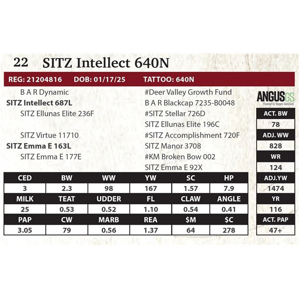 SITZ Intellect 640N