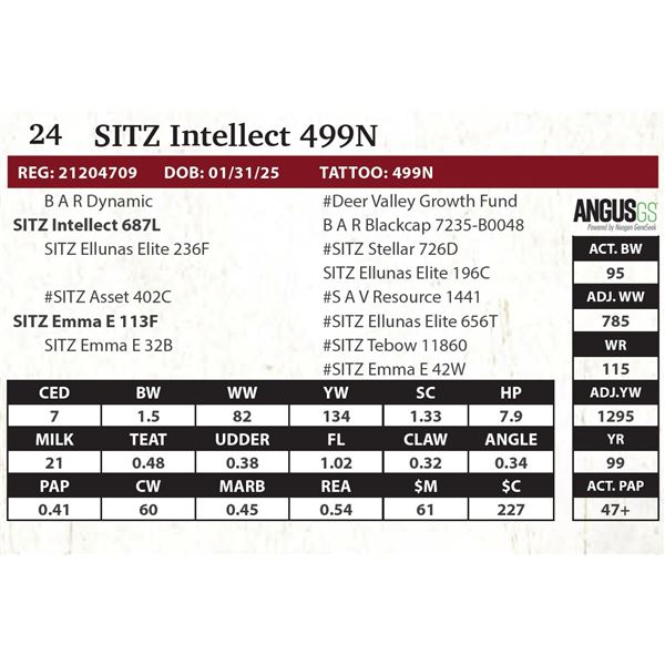 SITZ Intellect 499N