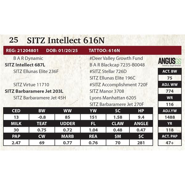 SITZ Intellect 616N