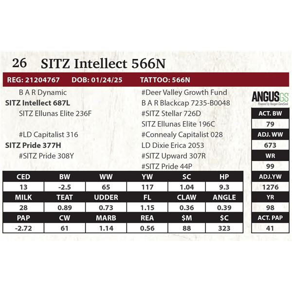 SITZ Intellect 566N