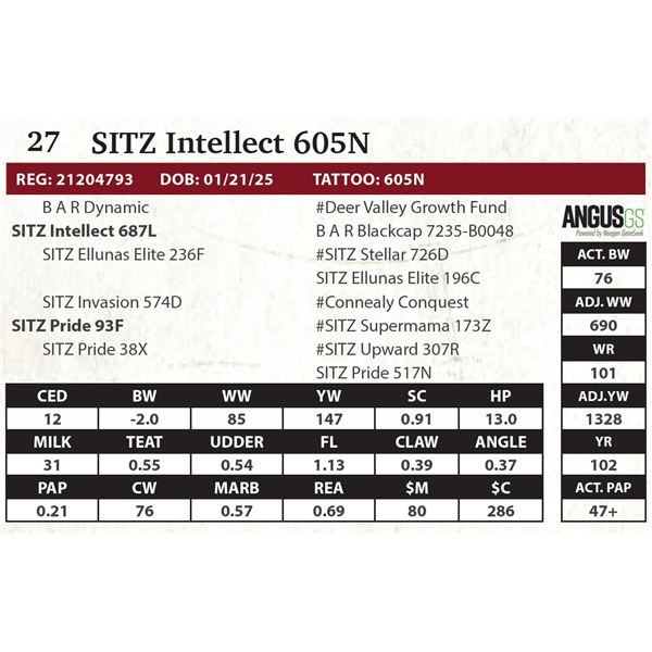 SITZ Intellect 605N