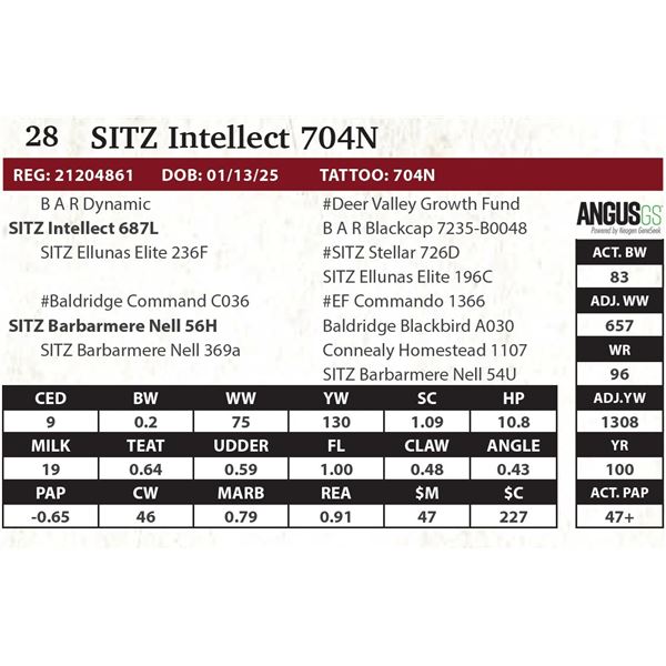 SITZ Intellect 704N