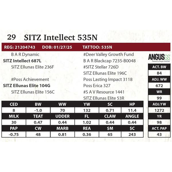 SITZ Intellect 535N