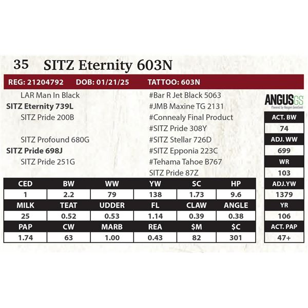 SITZ Eternity 603N