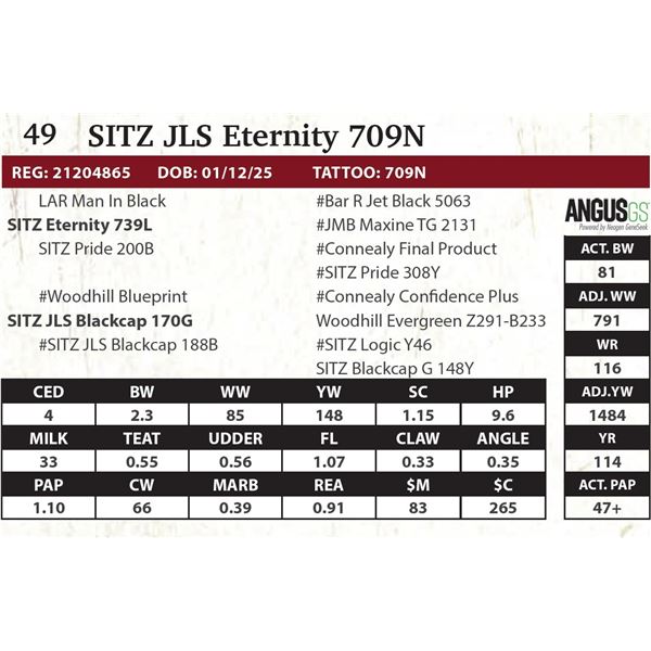 SITZ JLS Eternity 709N