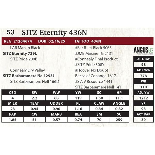 SITZ Eternity 436N